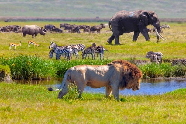 2-day serengeti safari from Mwanza | 2 days Serengeti safari from Mwanza | Kizza Adventures